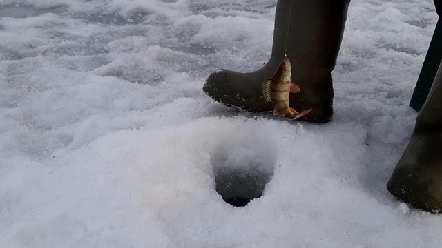Крупная плотва клюет. Вечерок на рыбалке, что может быть лучше? смотреть онлайн