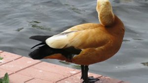 Красная утка. Огарь. Канал имени Москвы