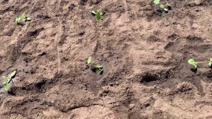 Кабачок ИСКАНДЕР F-1