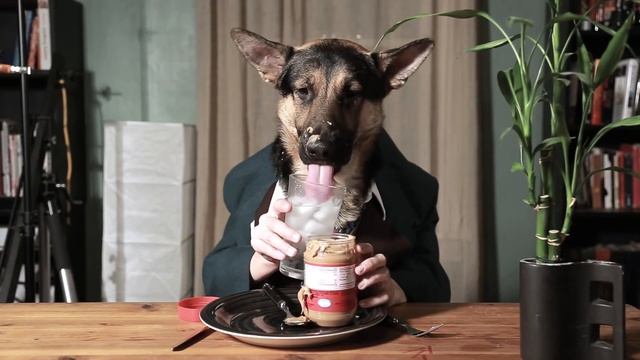 Овчарка ест арахисовую пасту. Очень ржачно!)))) смотреть онлайн