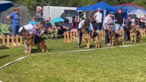 Группа производителя Фростен Руслан Ридик ч.2 / Моно немецких овчарок ранга ПК БРОННИЦЫ 10 августа 2