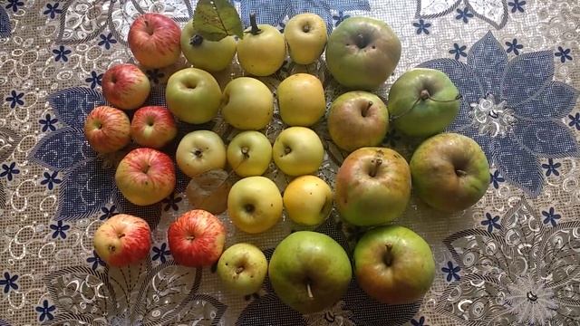 0644 дикие полудикие яблоки дички орловские, с горы над Орликом, возле Дворянского Гнезда город Орё смотреть онлайн