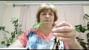 пересадка эвкалипта лимонного в домашних условиях