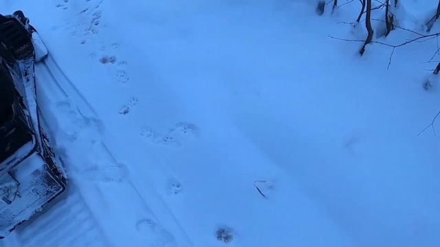 Охота на Волка 2020 г. Тропим Волков на снегоходе Ямаха. Открыл сезон снегохода 2020г.-2021г. смотреть онлайн