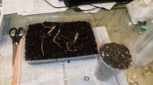 Проращивание семян азимины