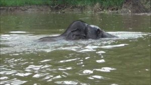 Плавающий слон