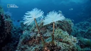 Дикие острова Европы | Мир дикой природы