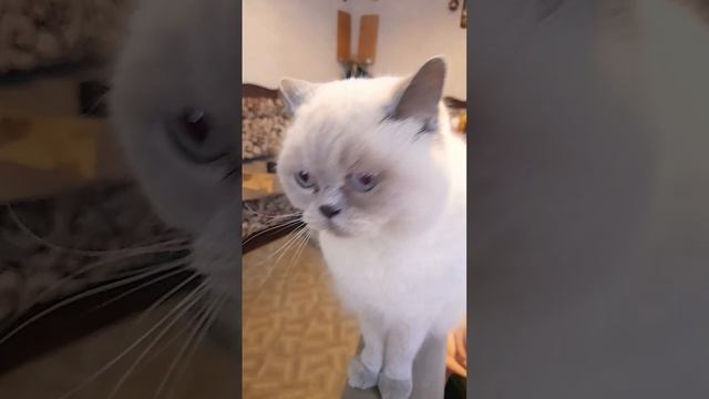 Кошка красавица!//beauty cat смотреть онлайн