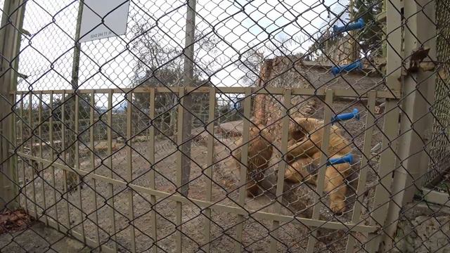 В Анталии Один из лучших зоопарков Турции и парк для пикника смотреть онлайн