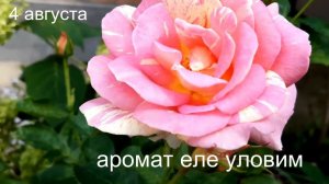 Роз де Цистерсьен и Розоман Жанон