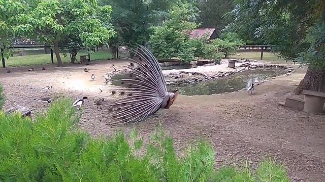 Павлины (Pavo Linnaeus, 1758) смотреть онлайн