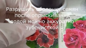 Почему семена Глоксинии сею только в феврале: подсказки для дружных всходов #глоксиния