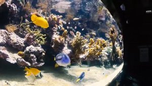 Ницца - Часть 5. Монако. Музей океанографии. Монте-Карло за неделю до Формулы 1.