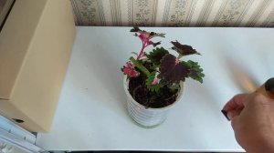 Колеус Как сформировать красиво растение