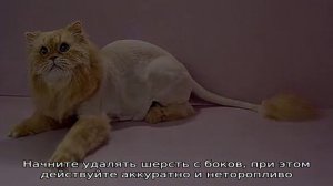 Как подстричь кошку и кота в домашних условиях