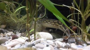 Макрогнатус аквариумный монстр живущий в грунте. Аквариумный угорь - Macrognathus aculeatus.