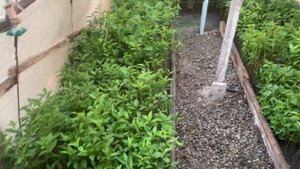 ВСЛ-2 зеленное черенкование