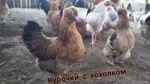 Куры брама, куры кохинхин и другие куры.