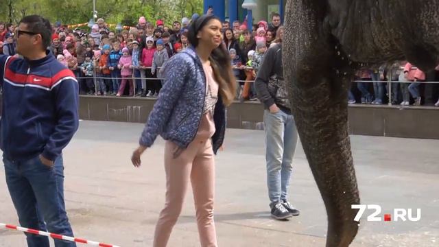 Шоу слонов на Цветном бульваре смотреть онлайн