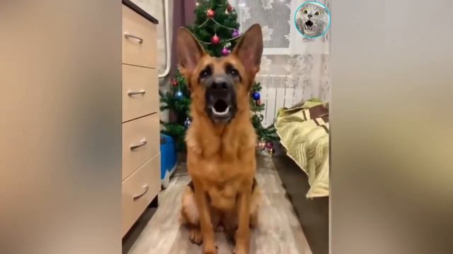 НЕПРИЛИЧНО СМЕШНЫЕ КОТЫ🙀 ПРИКОЛЫ С ЖИВОТНЫМИ 2022😂 СМЕШНЫЕ КОШКИ и СОБАКИ😼🐶🐷 КОТЯРЫЧ смотреть онлайн