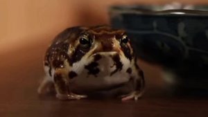 Маленькая лягушка