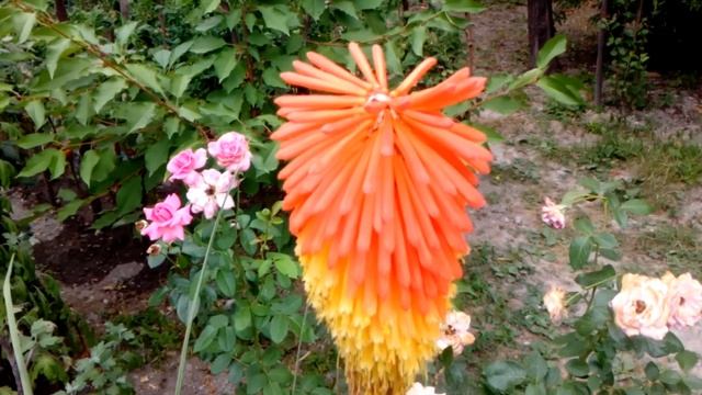Kniphofia - Knifofiya - Книпхофия (Книфофия) смотреть онлайн