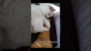 Почему Вискас самый плохой корм?