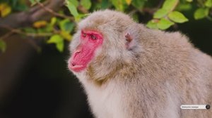 Коран сура Аль-Мааридж видео 4к Миншави -Minshawiy