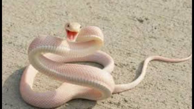 Толкование снов в исламе. Что означает если, во сне видеть змея? смотреть онлайн