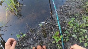 Как понять, какая рыба есть в водоеме или разведка нового рыболовного места