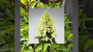 Гортензии серии PAN. Обзор сортов#саженцы#купить