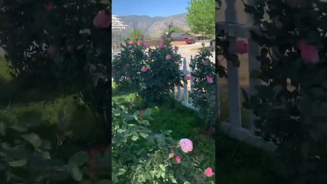 QUEEN ELIZABETH Roses grow in Lake Isabella California