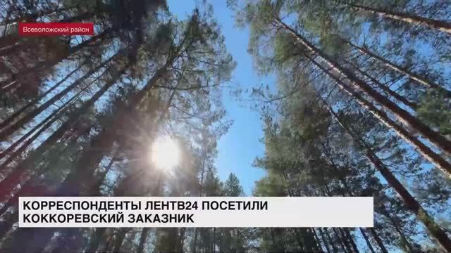 Корреспонденты ЛенТВ24 посетили Коккоревский заказник