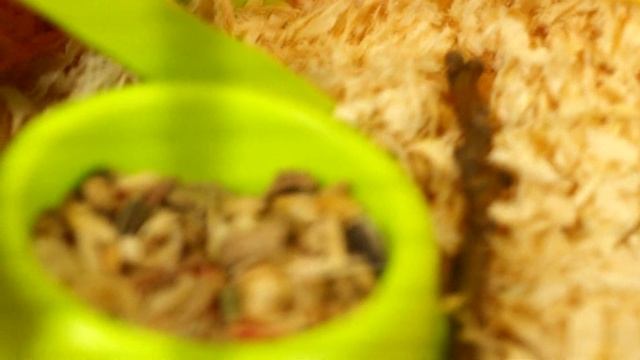 Лакомство для хомяка. Семена льна. Моська довольна. смотреть онлайн