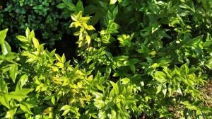 Саркококка Гукера (Sarcococca hookerianaж) в Симферополе