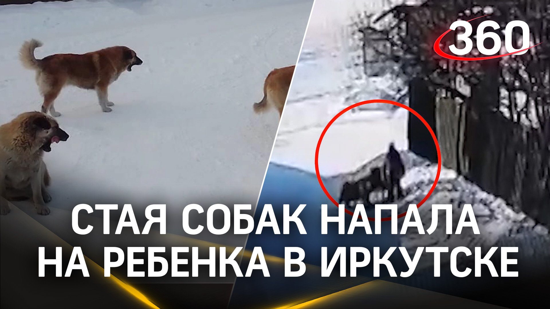 Чуть не разорвали ребенка: стая бродячих собак напала на пятилетнего мальчика в Иркутской области смотреть онлайн