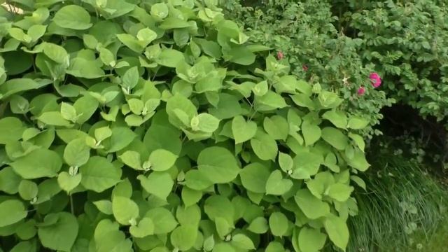 Садовые композиции из декоративных кустарников. Идеи для сада. Дизайн сада своими руками.
