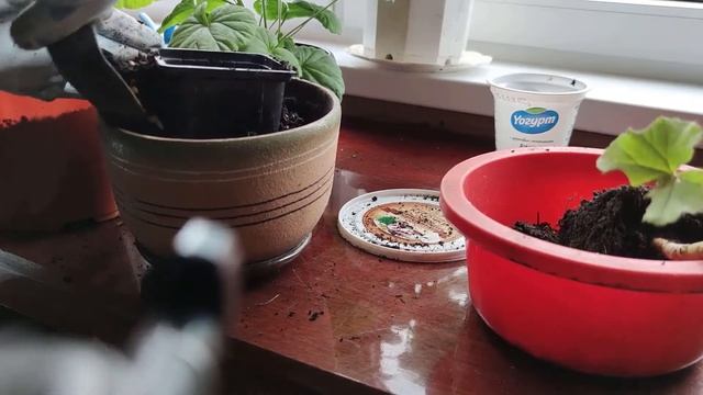 Спасение белой пеларгонии (герани) смотреть онлайн