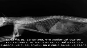 Заболевания органов дыхания у кошек