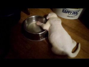 Битва за воду щенков боксера / Boxers Puppies Water Battle