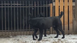 питомник АЗ Марал Ульяновск наши питомцы)))