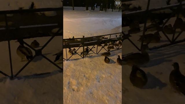 Утки-патриоты, которые остались зимовать в России и не улетели в теплые страны смотреть онлайн