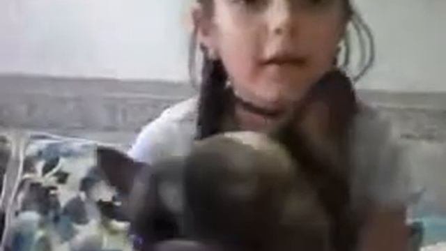 Что я беру с собой на прогулку с собакой?