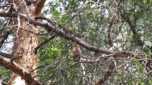 Chaffinch bird song, singing, call, sound, noise. Nature sounds. Videos for cats to watch