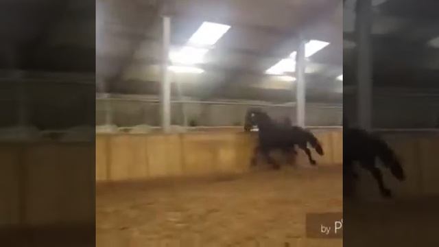 ШИКАРНЫЙ ФРИЗСКИЙ ЖЕРЕБЕЦ 3 года. Импорт Голландия смотреть онлайн