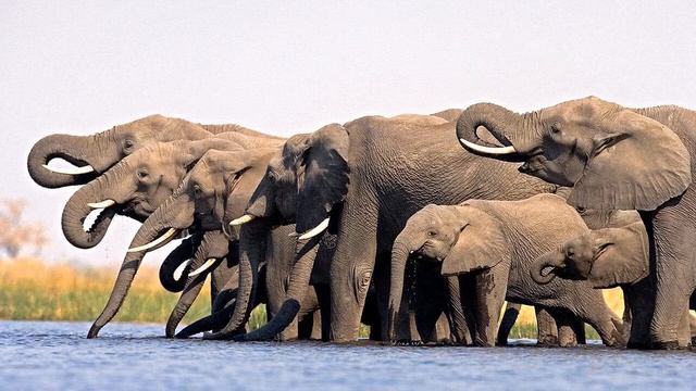 Праздник «Всемирный день защиты слонов» в 2021 году отмечается 22 сентября смотреть онлайн