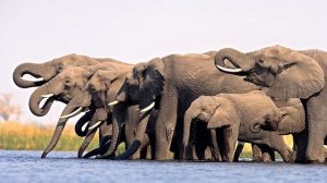 Праздник «Всемирный день защиты слонов» в 2021 году отмечается 22 сентября