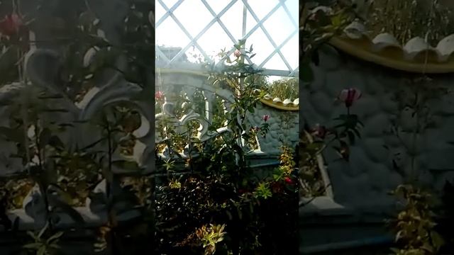 Жимолость Серотина устойчива к заболеваниям, очень яркие цветы!!!