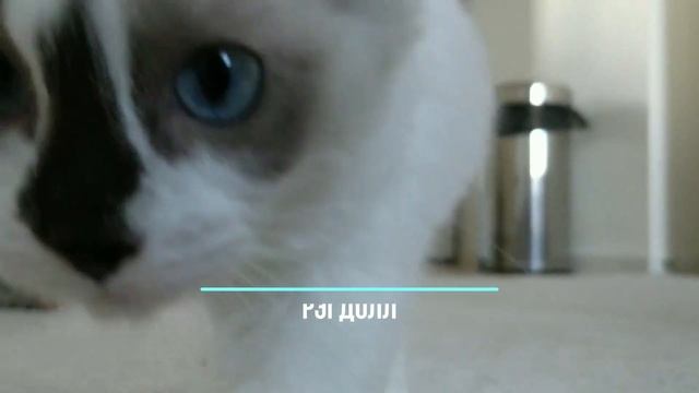 РЭГДОЛЛ ВСЕ О ПОРОДЕ. ИНТЕРЕСНЫЕ ФАКТЫ смотреть онлайн