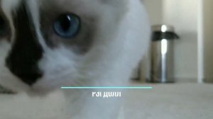 РЭГДОЛЛ ВСЕ О ПОРОДЕ. ИНТЕРЕСНЫЕ ФАКТЫ